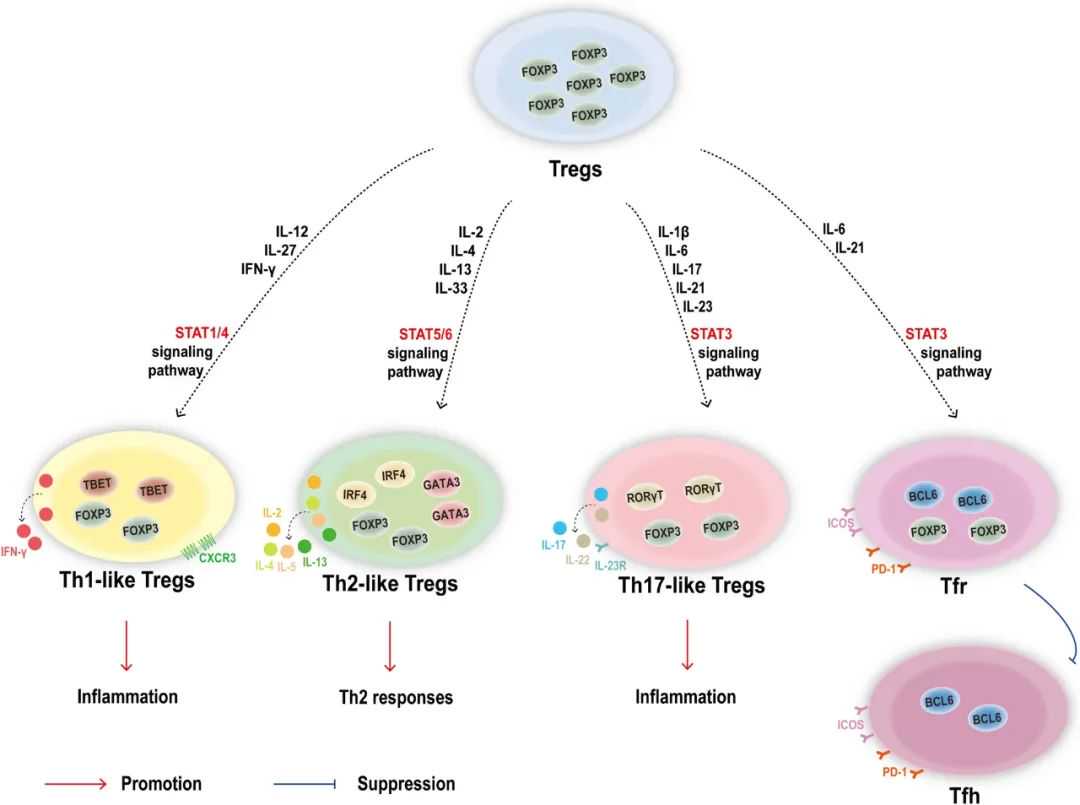 CD4+ Treg复杂的亚群分类