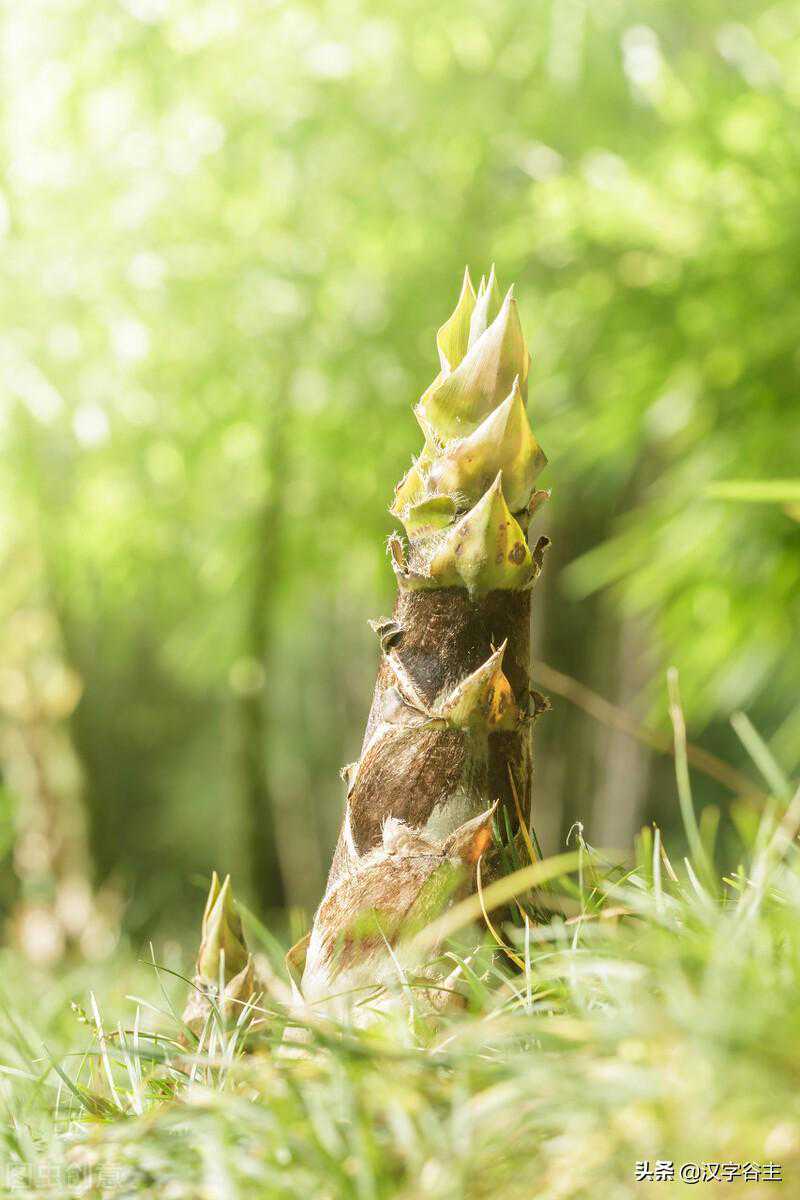 汉字思维在竹本生长的不同阶段是如何进行过程表述的？