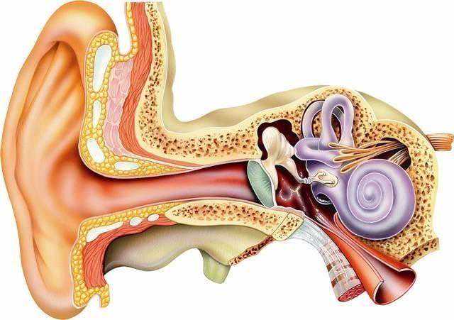从生物学角度分析 耳机和音箱的听感到底有何不同？